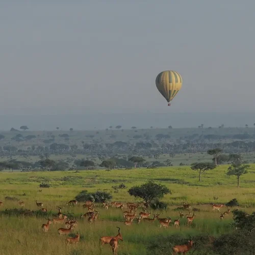 Hot Air Balloon Safari