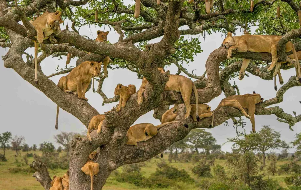 The Ishasha Tree Climbing Lions