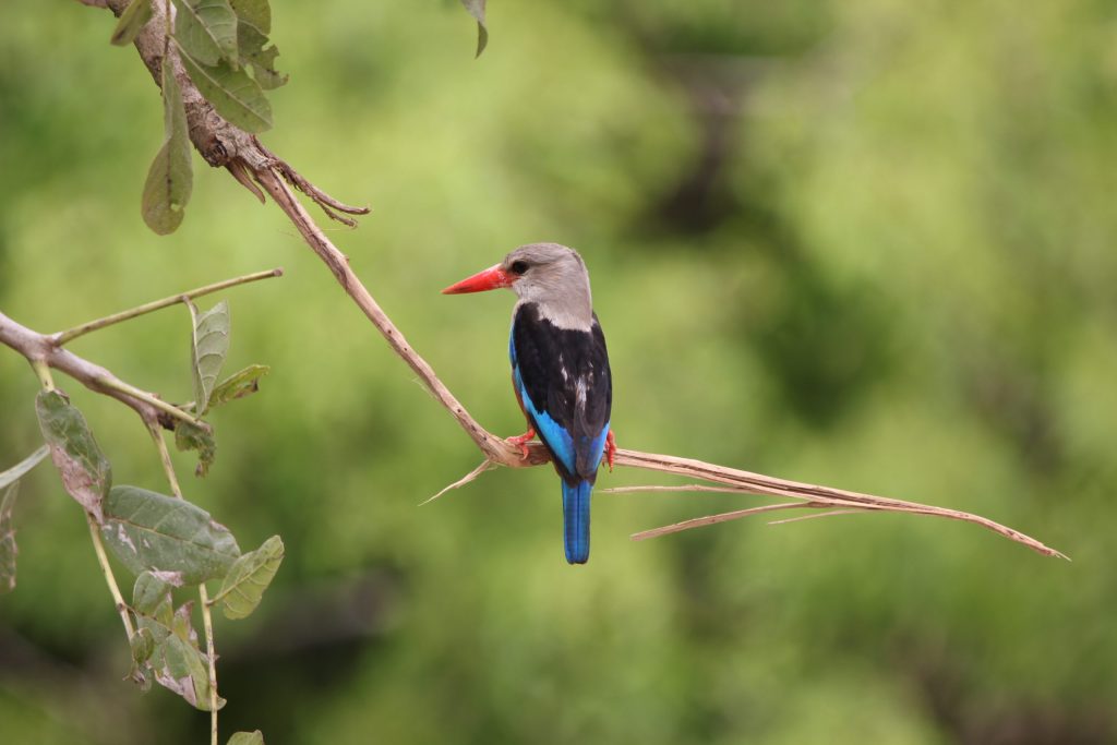 Bird Watching In Queen Elizabeth National Park