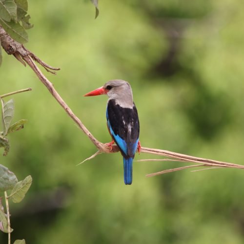 Bird Watching In Queen Elizabeth National Park