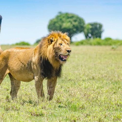 A Lion In Queen Elizabeth National Park