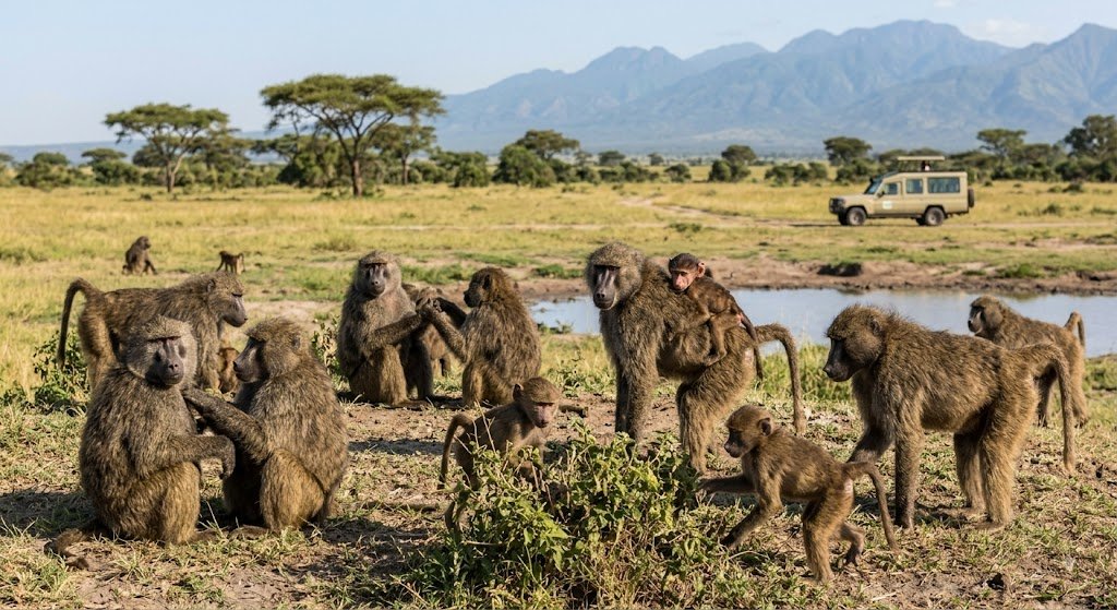 A large troop of Olive Baboons on a grassy savannah near a small watering hole in Queen Elizabeth National Park, Uganda. Various baboons are grooming, and a mother carries an infant on her back, with the Rwenzori Mountains and a safari vehicle in the background.